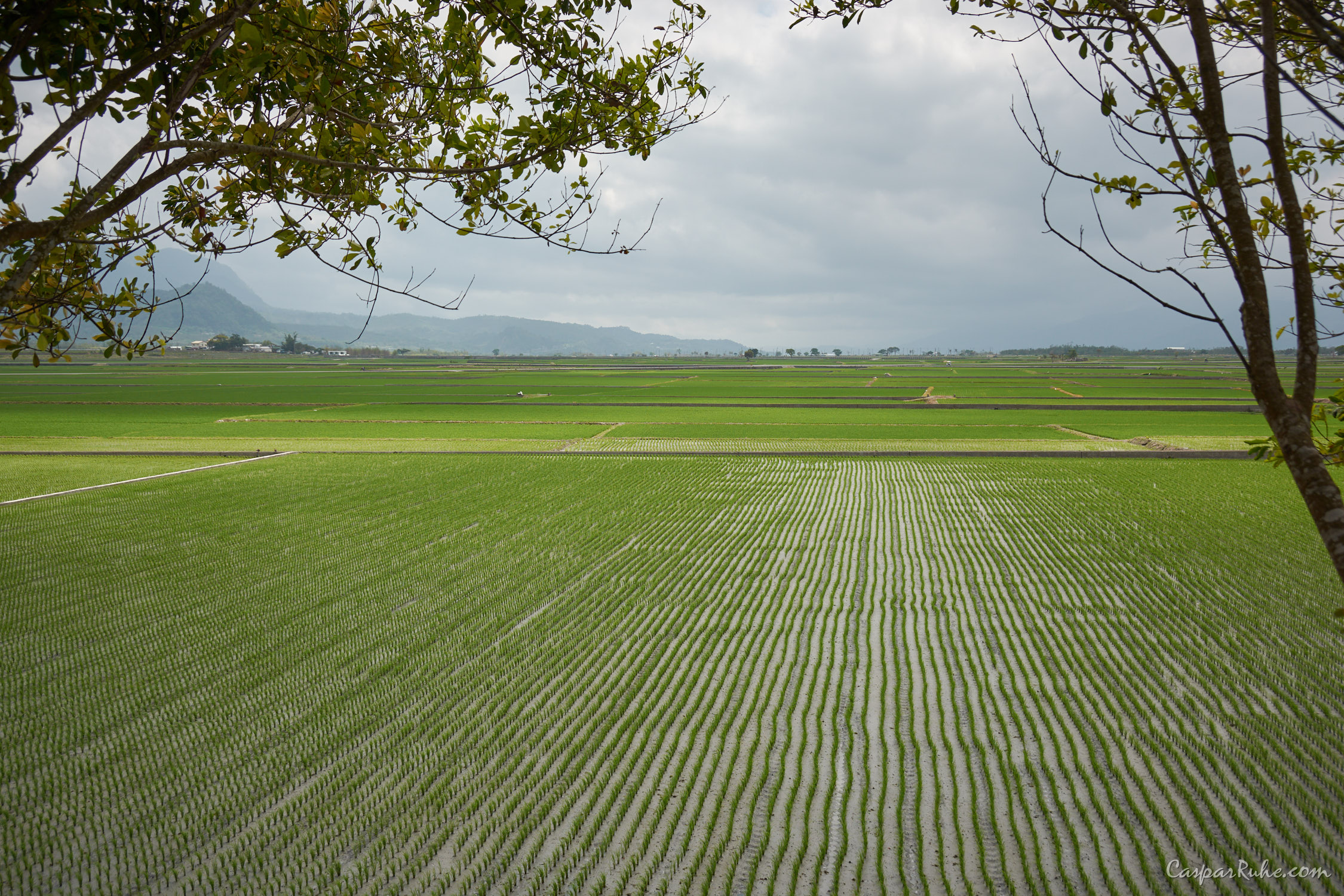 Rice Fields